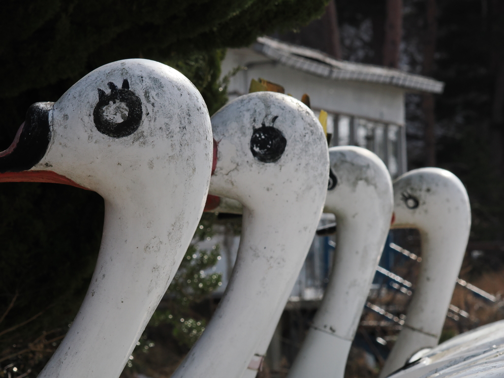 猪苗代湖の白鳥浜にて