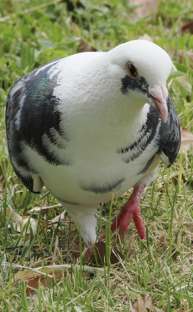 ジュラ紀の面影