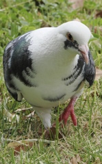 ジュラ紀の面影