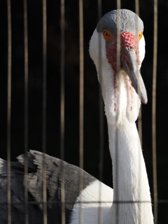 こういう鳥さんがスズメとかハトみたいに街にあふれてたらこわい