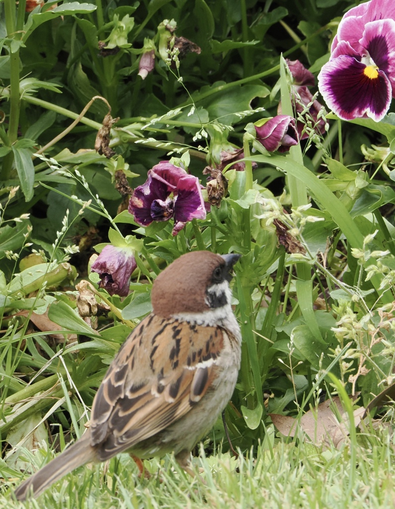 これは食べれるの？