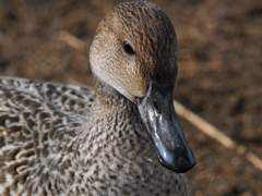 その寒さ耐性が羨ましい