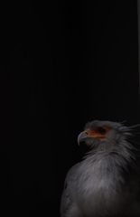 なにか見てるね