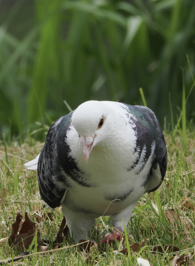 マダムのおさんぽ