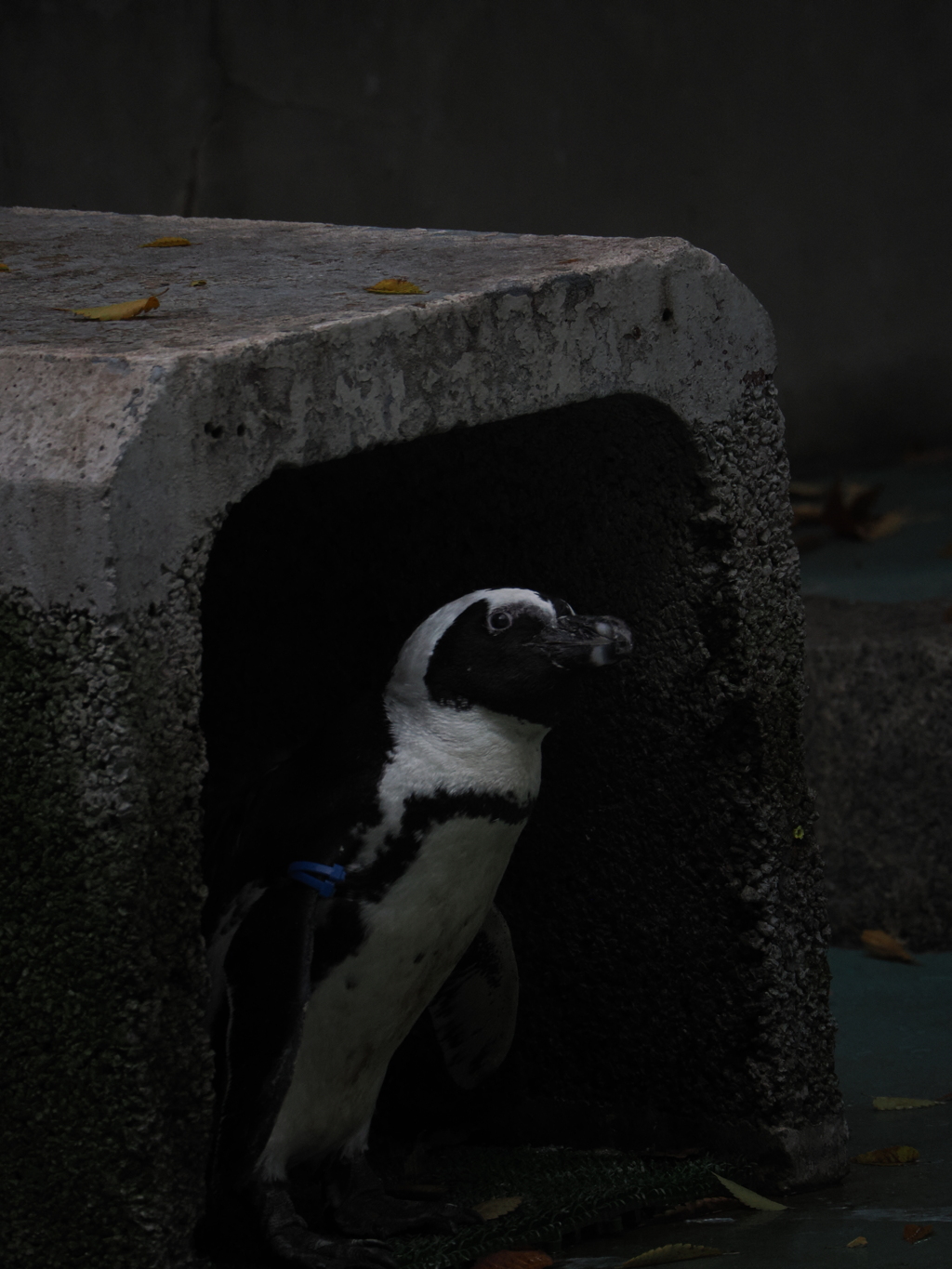 ひょっこり確認