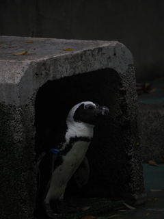 ひょっこり確認