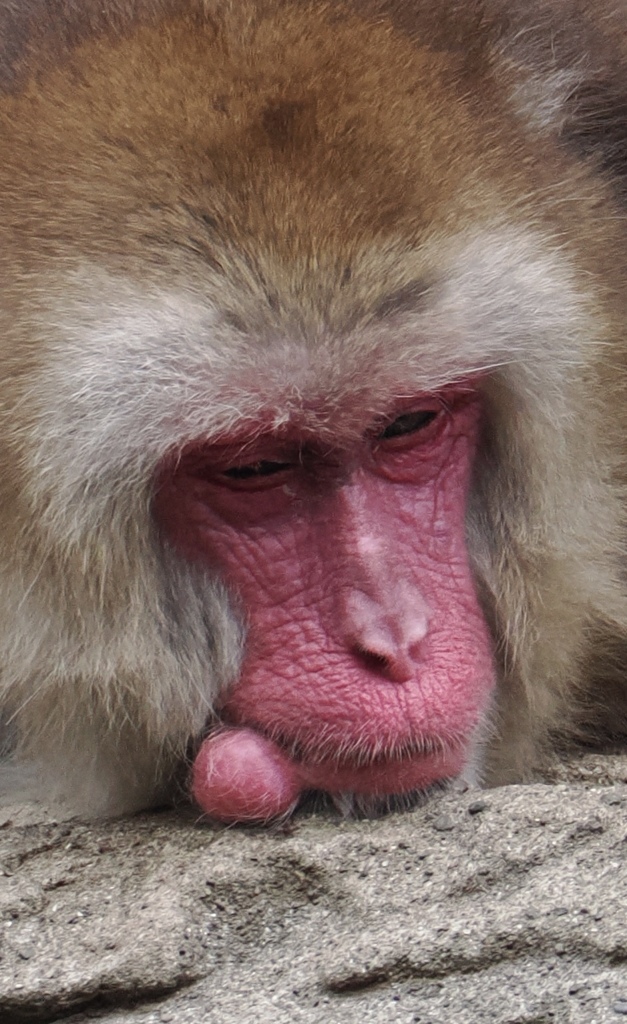 まんまるのなにか