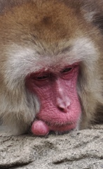 まんまるのなにか