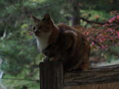 前脚ちょこんと