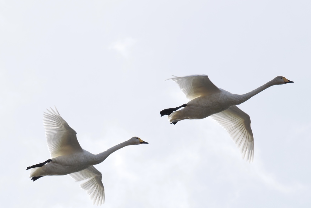 ようこそ日本へ