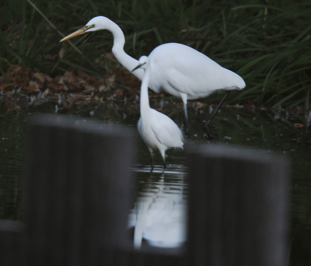 鳥にも距離感は大事