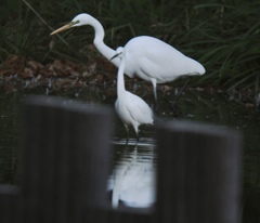 鳥にも距離感は大事