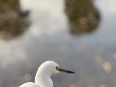 まっしろふわふわ