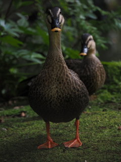 AIみたいなカモさん
