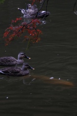 カモはコイに気づいてる？