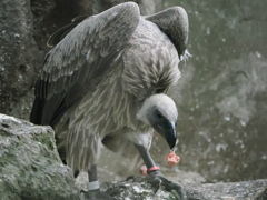 ちょっと炙ったほうが美味しそうなのに