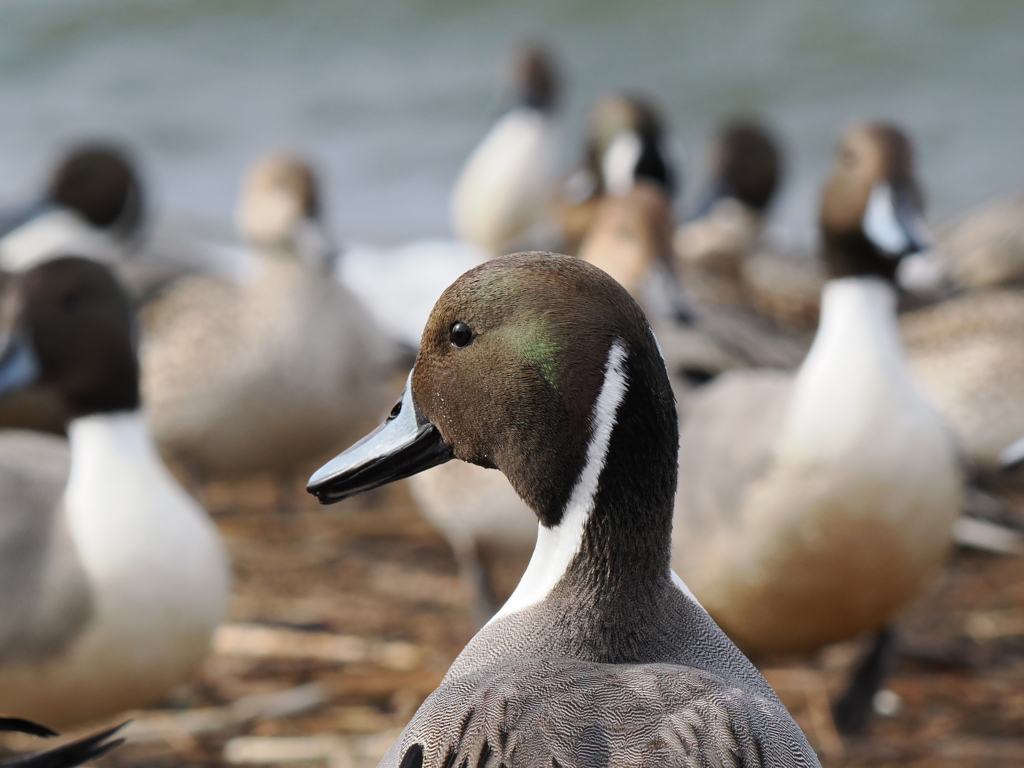 カモのスクランブル交差点
