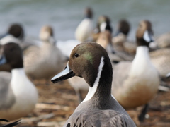 カモのスクランブル交差点