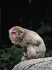 首長く見えるね