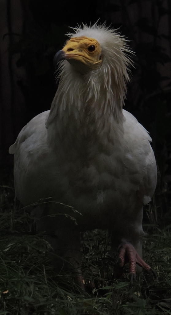 マッチョな鳥さん
