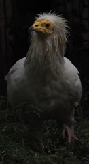 マッチョな鳥さん