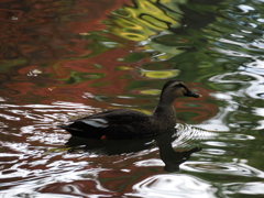 油絵みたいなカモさん