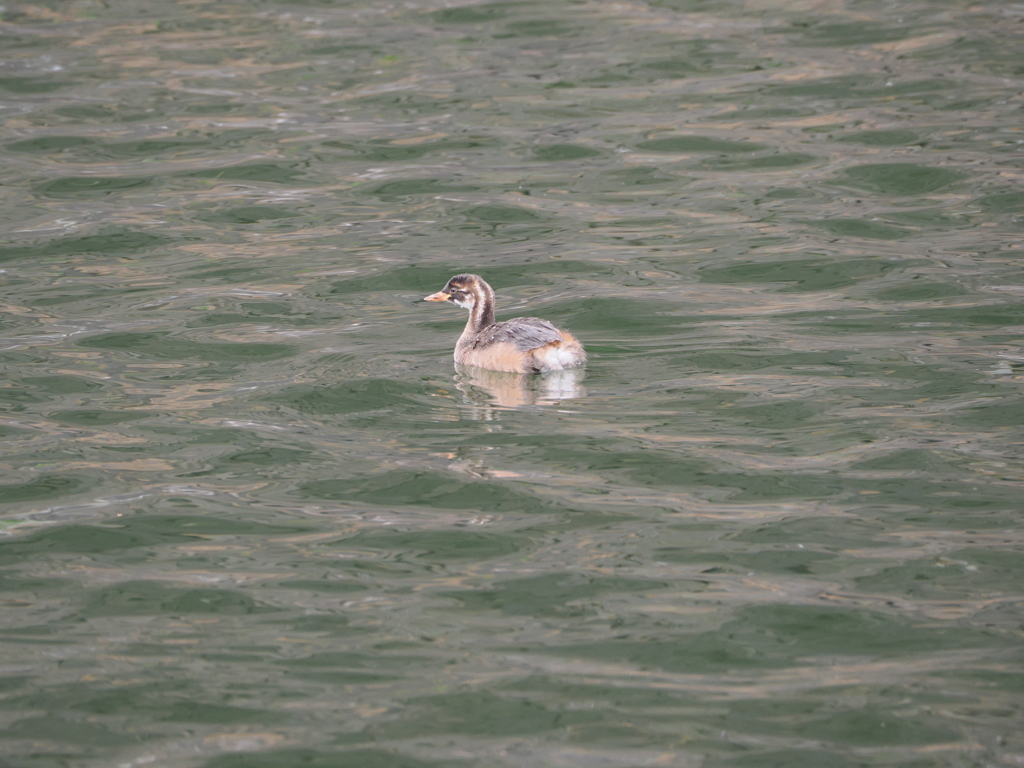 皇居のお堀のカモさん