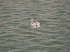 皇居のお堀のカモさん