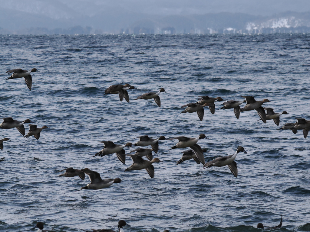 みんな揃って旋回