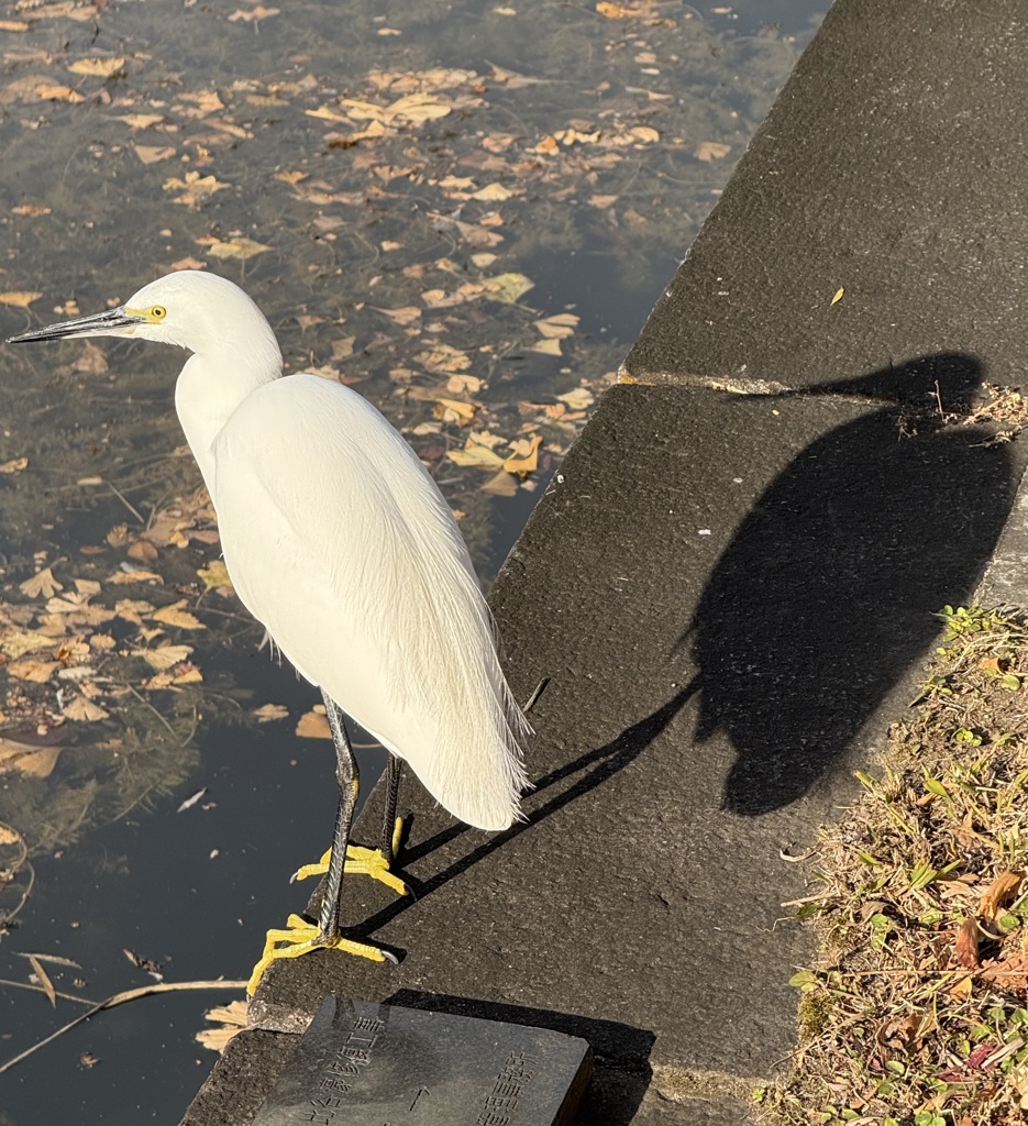 皇居外苑の気高きサギ