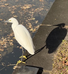 皇居外苑の気高きサギ