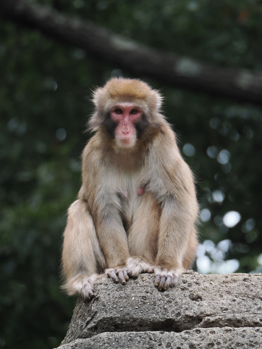 こんにちは人間さん
