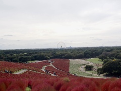 ネモフィラの季節にまたいきたいな