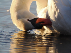 右目、水面にあたって冷たくない？？