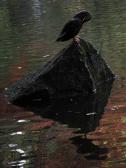 誰も気にせず毛繕い