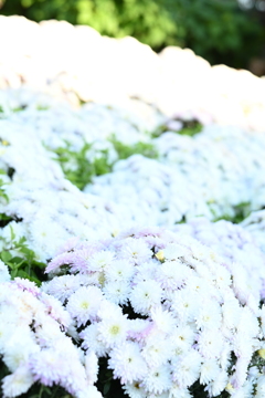 くじゅう花公園