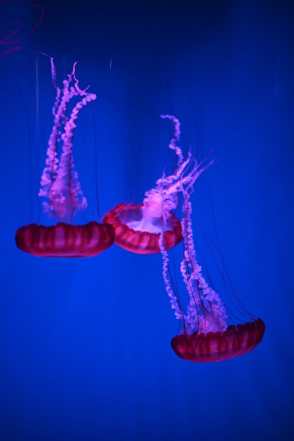 能登島水族館　クラゲ