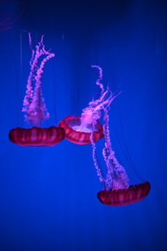 能登島水族館　クラゲ