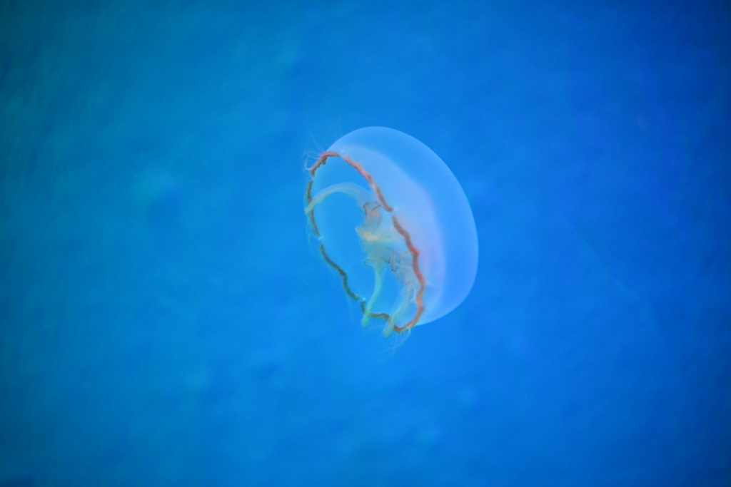 能登島水族館　クラゲ