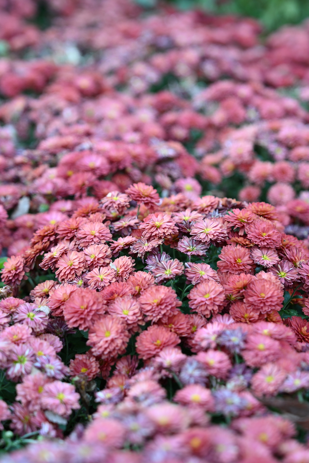 くじゅう花公園