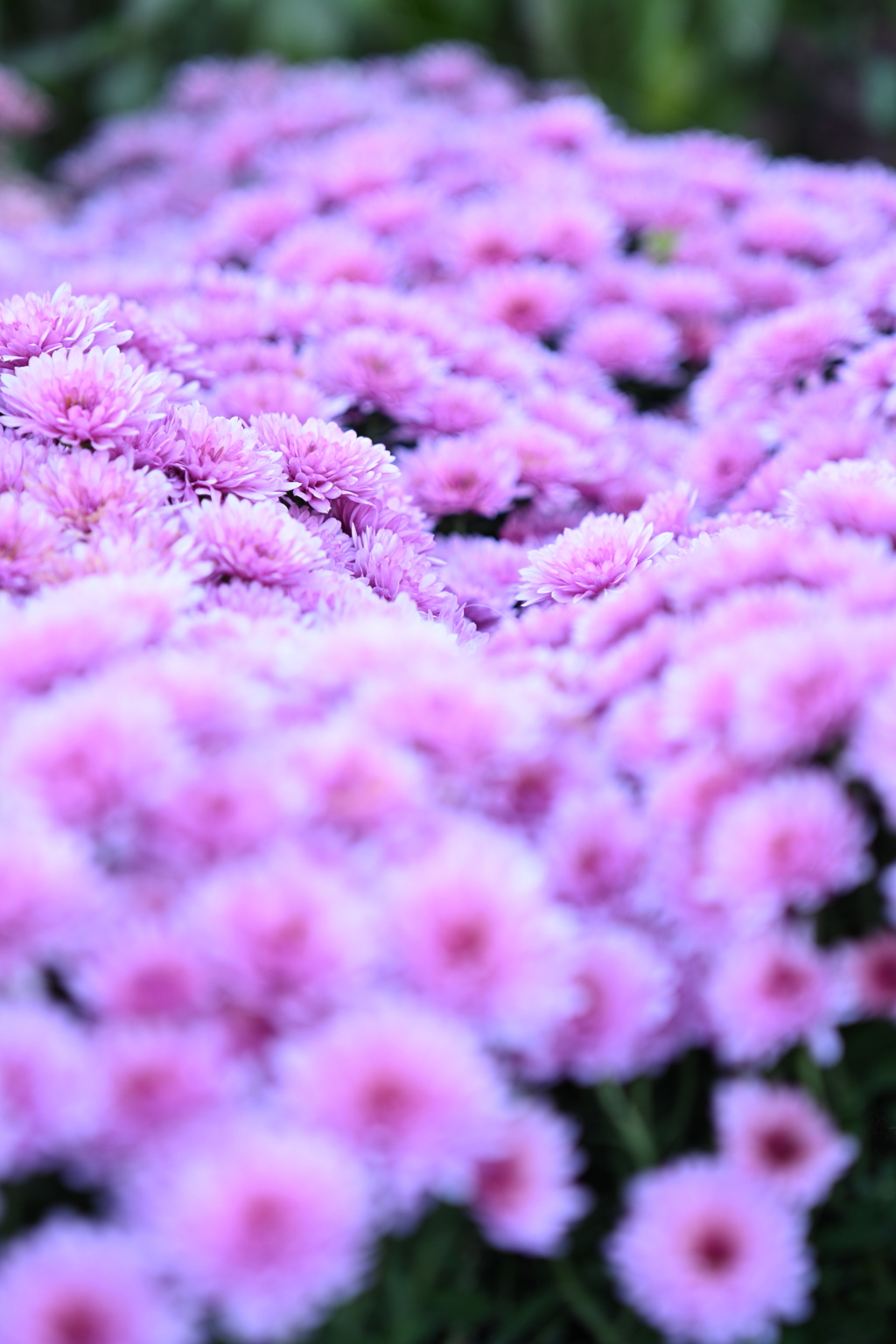 くじゅう花公園