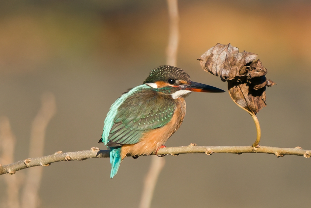 たそがれるカワセミ姫