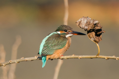 たそがれるカワセミ姫