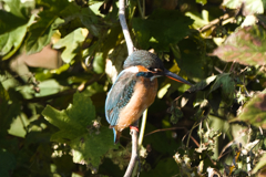 眠そうなカワセミ子 かわいい