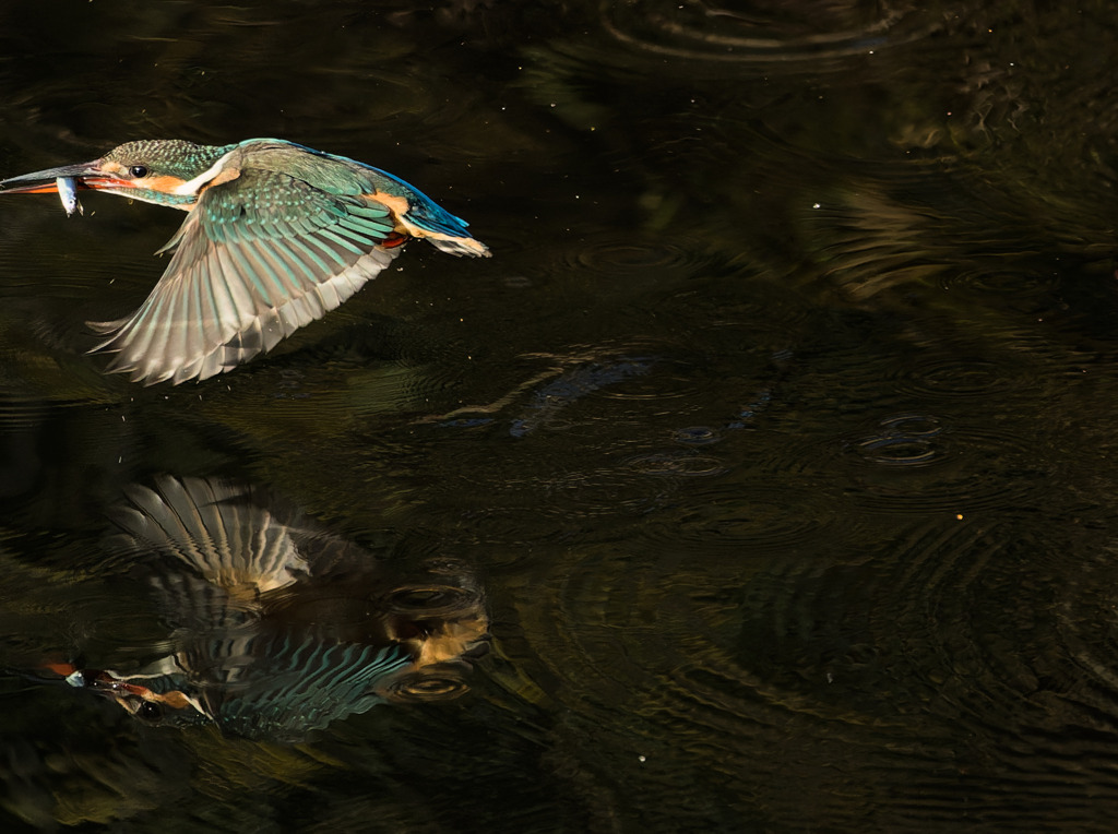 水面に映る翡翠