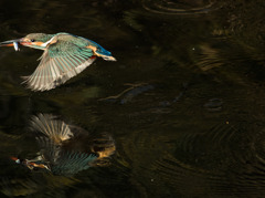 水面に映る翡翠