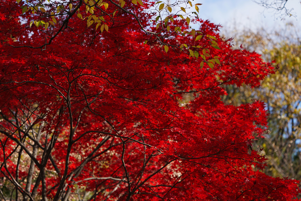 紅葉