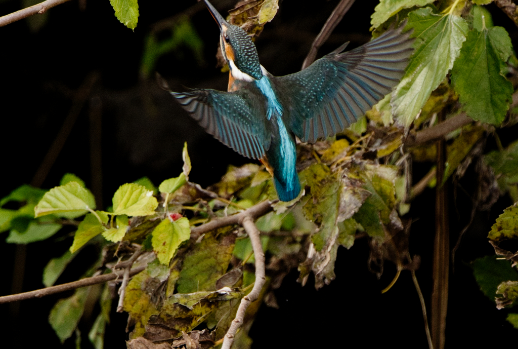 翼を広げるカワセミ