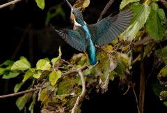 翼を広げるカワセミ