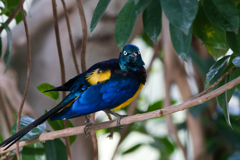 キンムネオナガテリムク_千葉市動物公園